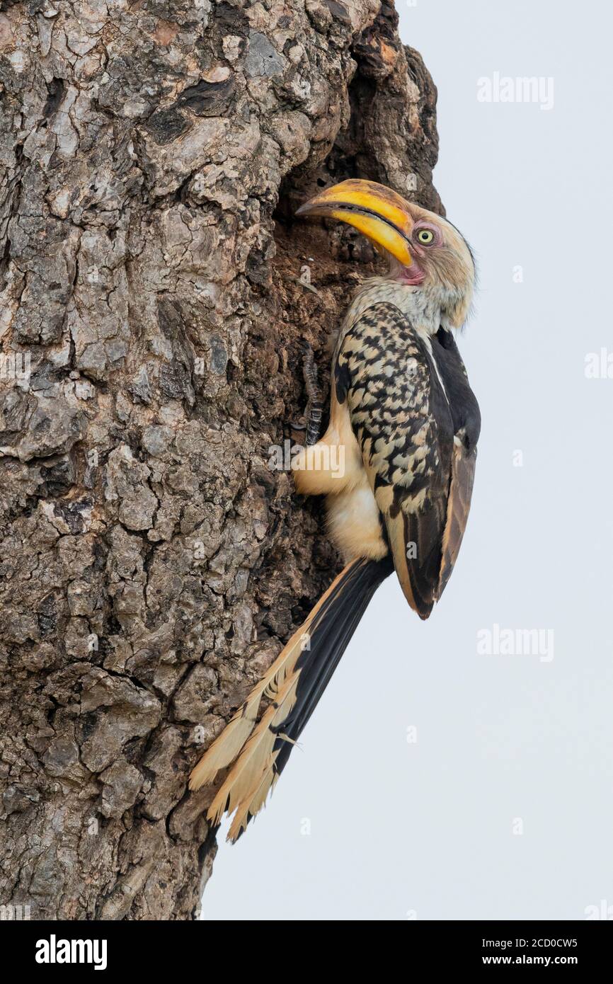 Hornbill (Lamprotornis leucomelas), vista lateral de una hembra adulta que cierra la entrada del nido con barro, Mpumalanga, South A. Foto de stock