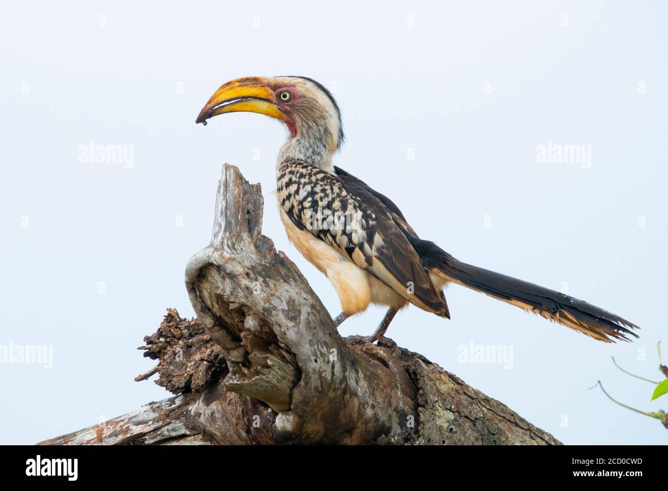 Hornbill (Lamprotornis leucomelas), vista lateral de un adulto encaramado en una rama, Mpumalanga, Sudáfrica Foto de stock