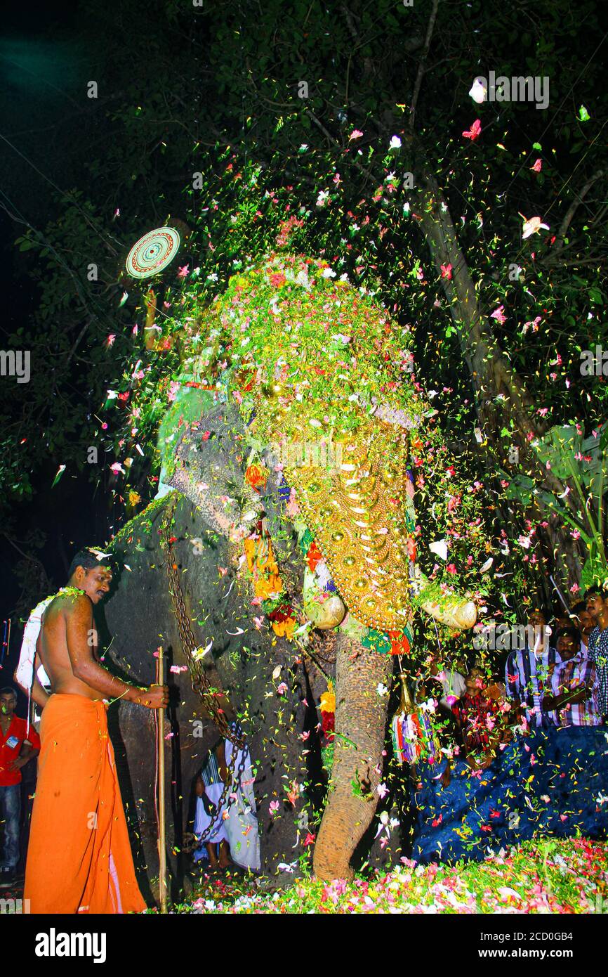Lanzamiento de flores y cubierta de elefante indio masculino con caparón  chapado en oro en Kazhakuttom Sare Mahadeva Templo pallivetta ceremonia  Kerala, India Fotografía de stock - Alamy