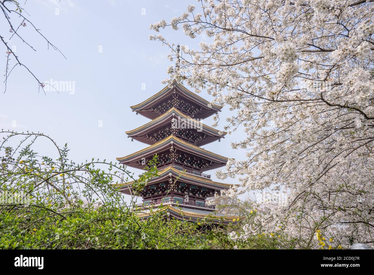Wuhan East Lake Sakura Garden. Esta vez es la temporada de flores de cerezo sakura. Para viajar por Wuhan Foto de stock