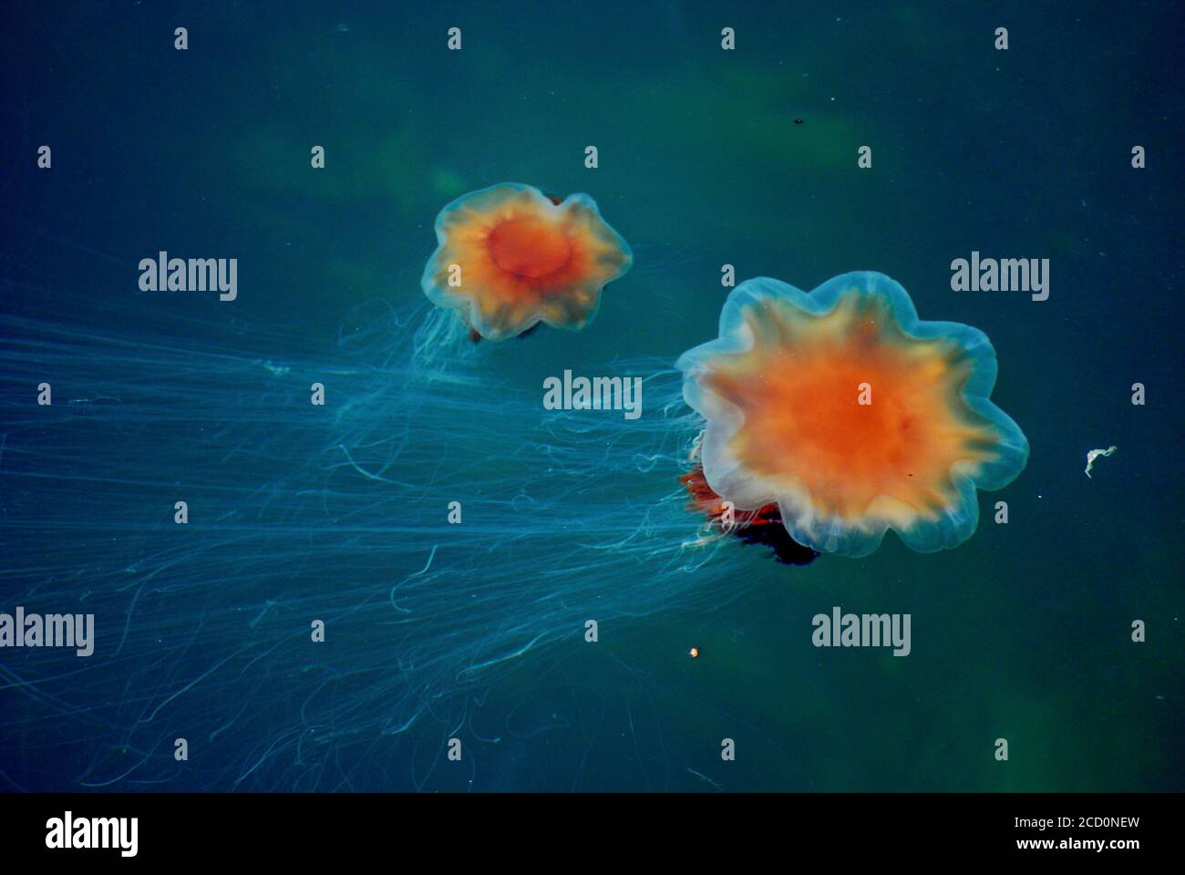 Primer plano de la medusa de león en el subacuático Foto de stock