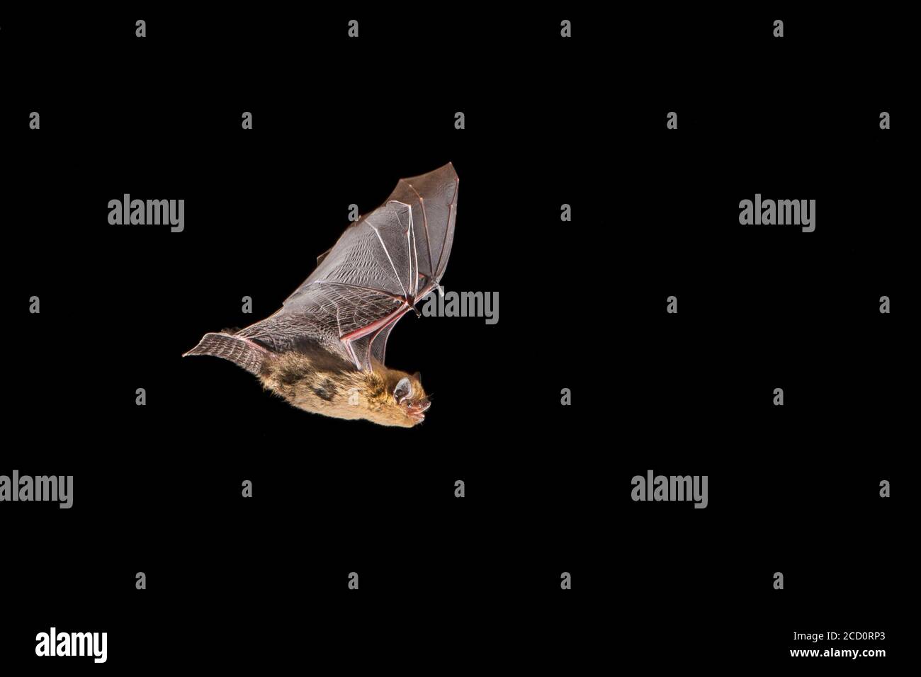 Pipistrelle de la soprano (Pipistrellus pygmaeus) en vuelo durante la noche en Francia. Foto de stock