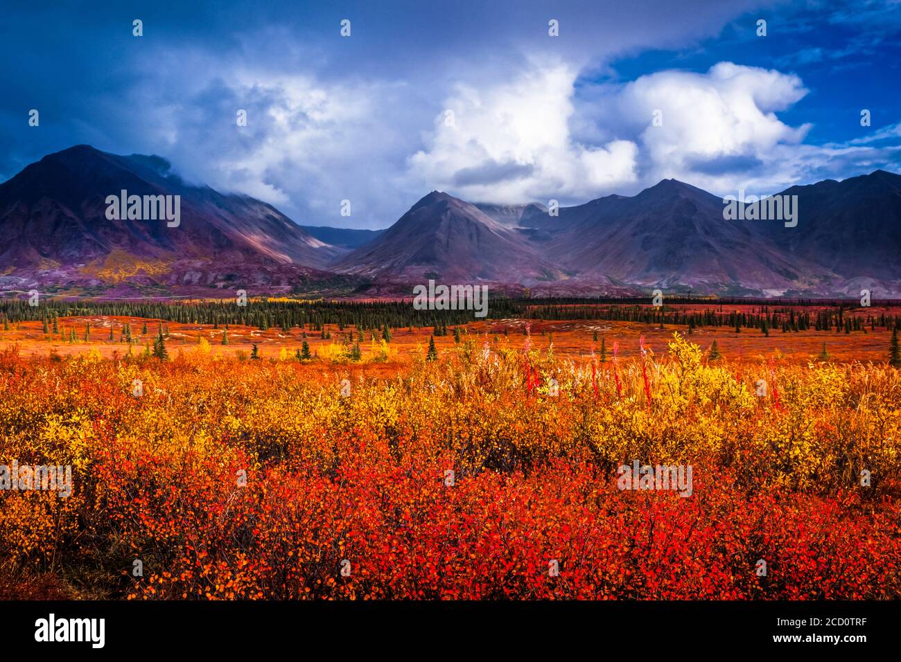 Cordillera de Alaska y la tundra de colores otoñales vivos bajo nubes tormentosas, el interior de Alaska en otoño; Cantwell, Alaska, Estados Unidos de América Foto de stock