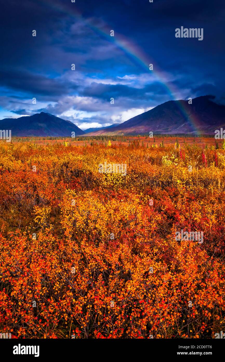 Arco iris sobre tundra de color otoñal, Alaska Range en el fondo, Alaska interior en otoño; Cantwell, Alaska, Estados Unidos de América Foto de stock