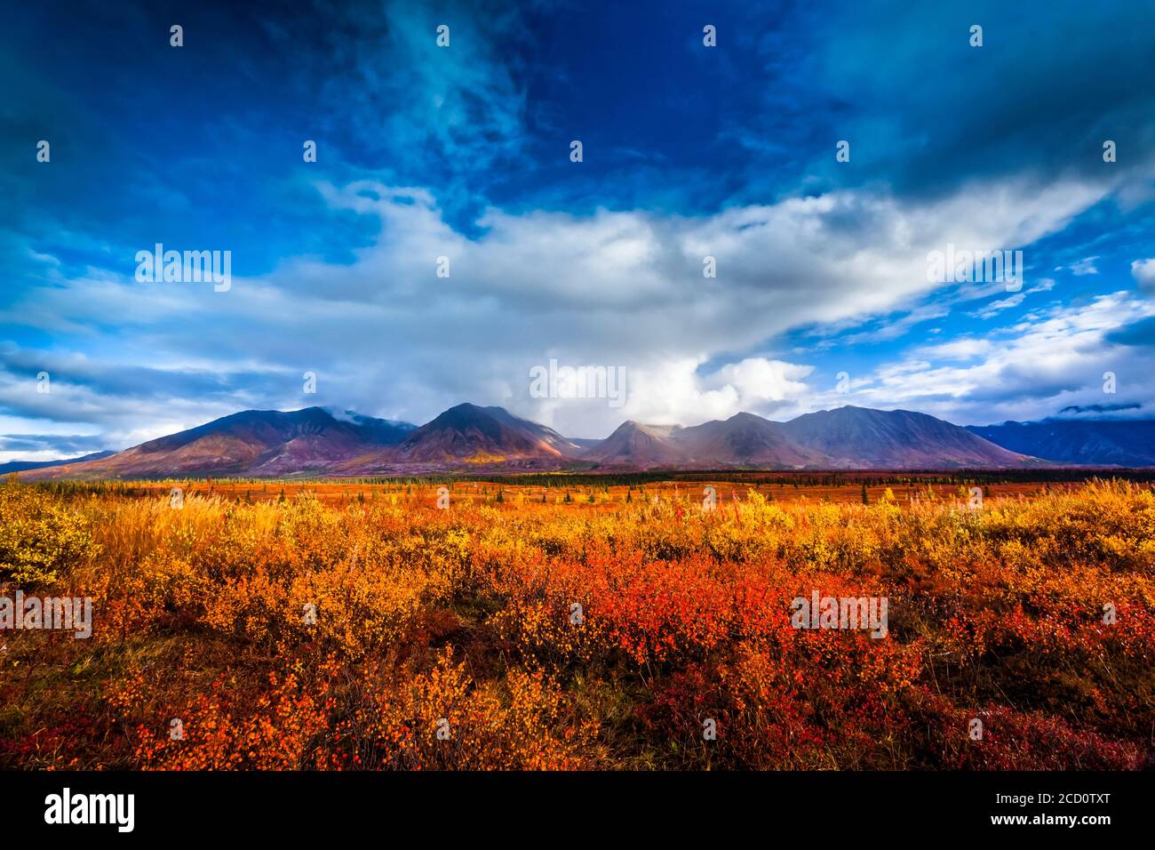 Cordillera de Alaska y la tundra de colores otoñales vivos bajo nubes tormentosas, el interior de Alaska en otoño; Cantwell, Alaska, Estados Unidos de América Foto de stock