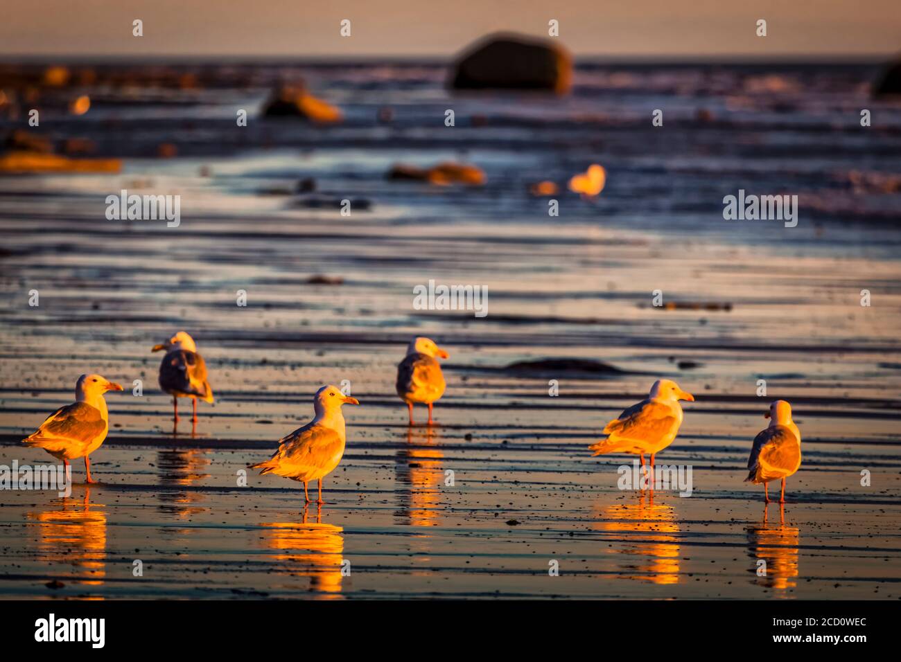 Las gaviotas brillan al atardecer en la playa, Península Kenai, Alaska centro-sur en verano; Ninilchik, Alaska, Estados Unidos de América Foto de stock