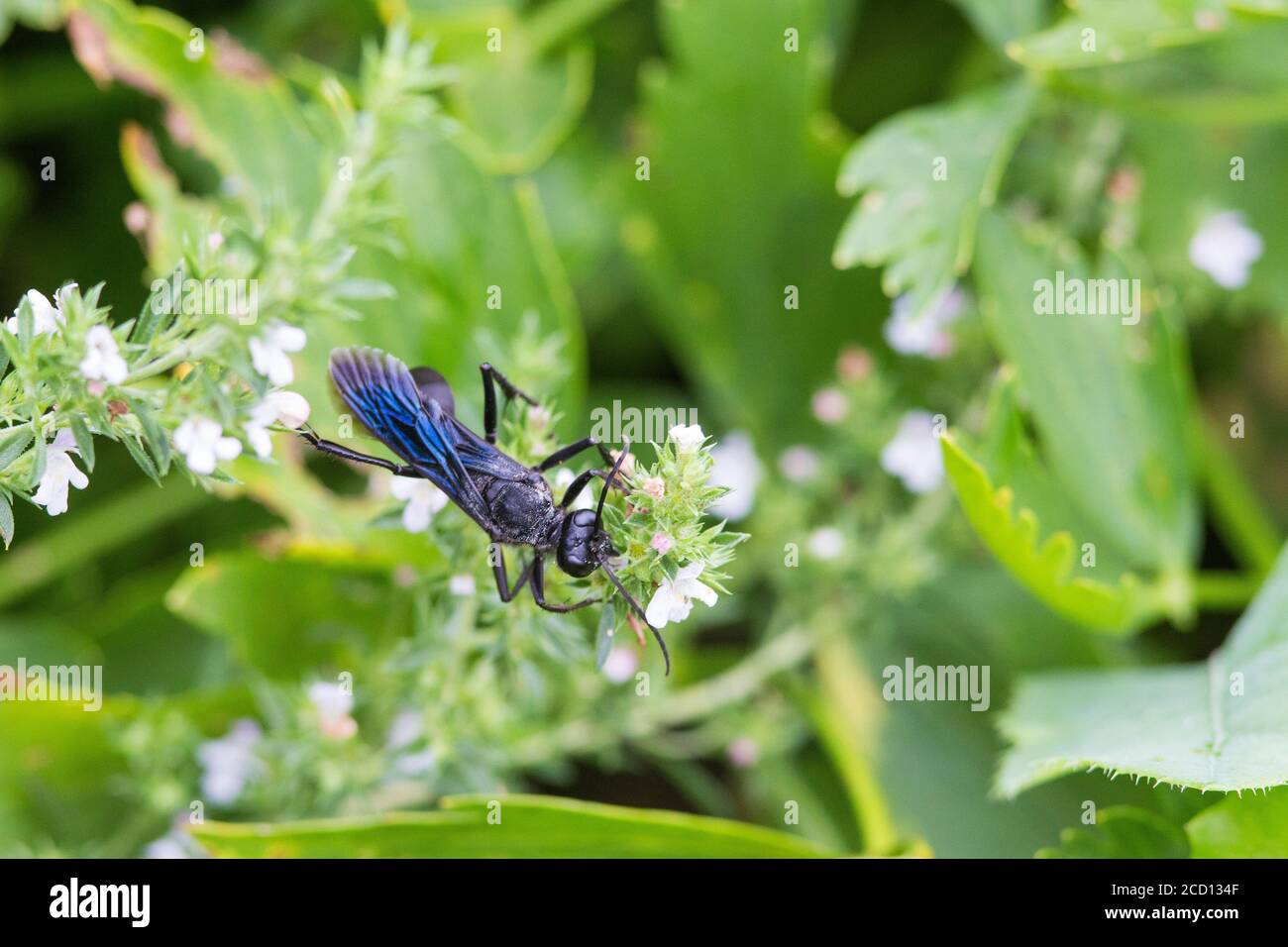 Dauber de barro azul o wasp de barro azul (Chalybion californium) Foto de stock