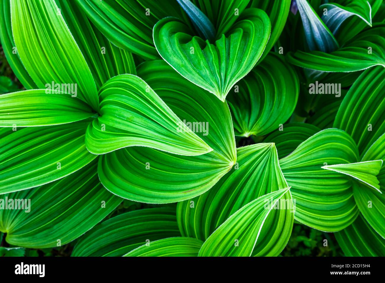 Detalle de Hellebore Falso, Bosque Nacional Chugach, Península Kenai, Centro-Sur de Alaska en verano Foto de stock