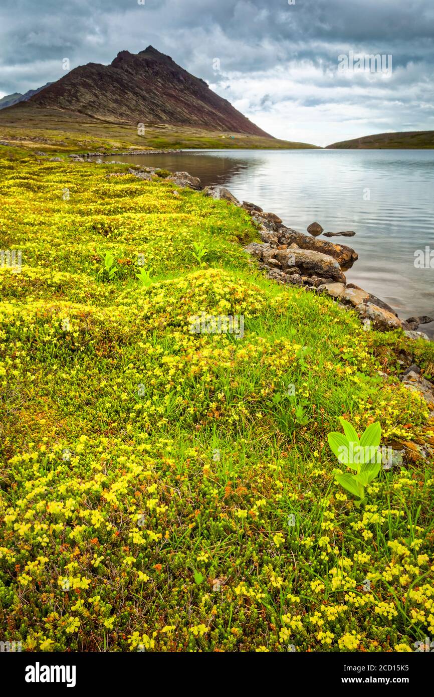 Rabbit Lake rodeado de flores de tundra, McHugh Peak está en el fondo. Chugach State Park, centro-sur de Alaska en verano Foto de stock