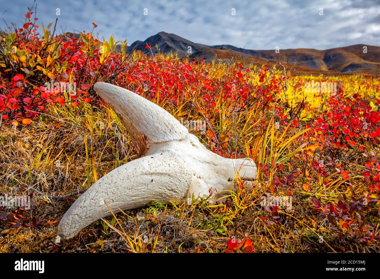 Dall El cráneo de Sheep en la tundra de color caída, las montañas Brooks en el fondo. Puertas del Parque y Reserva Nacional Ártico, Alaska ártica en au... Foto de stock