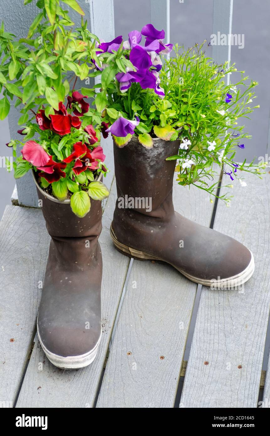 Par de botas de goma negras llenas de plantas de flores de color púrpura y  rojo en cubierta de madera; Homer, Alaska, Estados Unidos de América  Fotografía de stock - Alamy