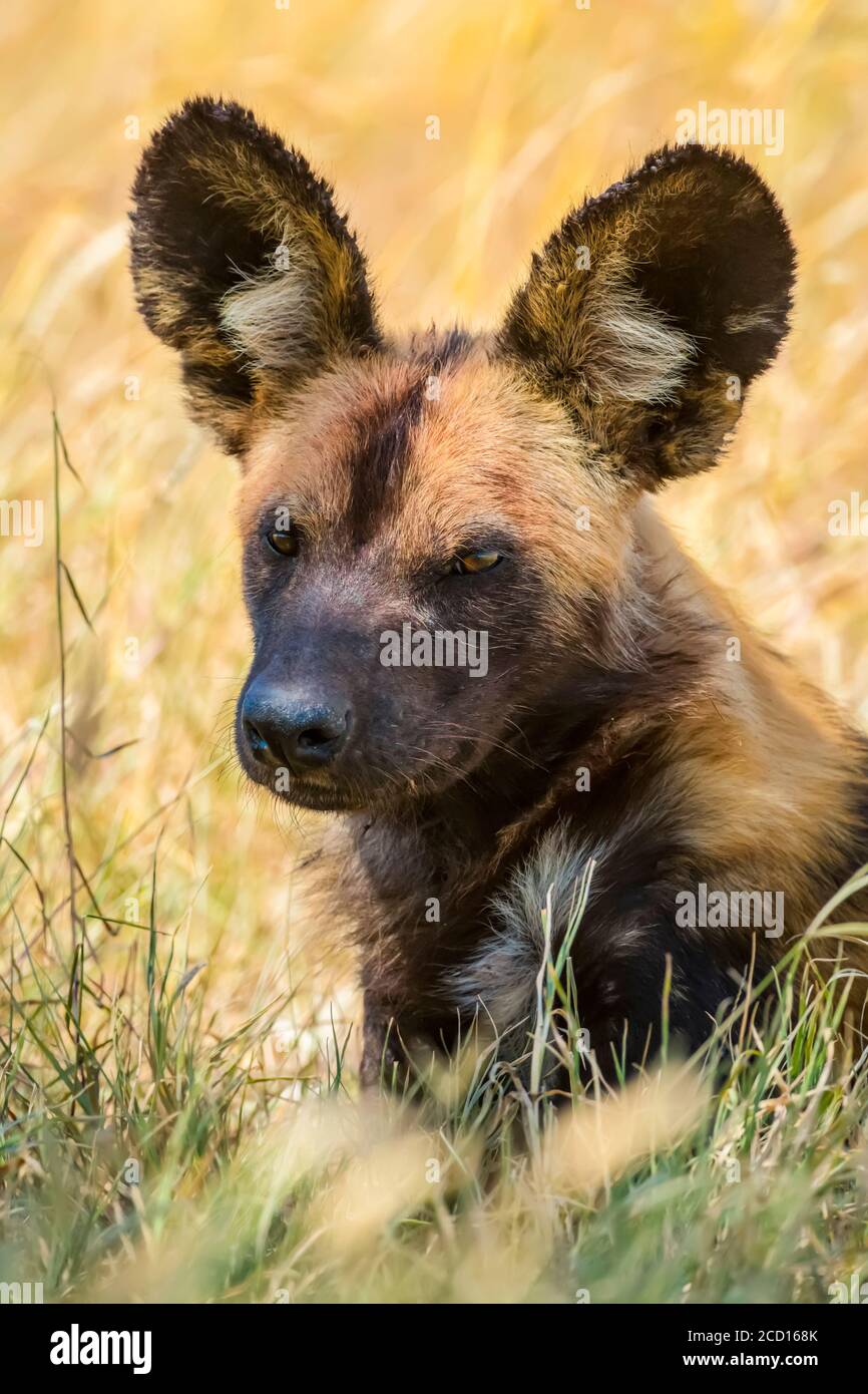 Retrato de cerca de un perro salvaje africano (Lycaon pictus) tumbado en la hierba; Tanzania Foto de stock