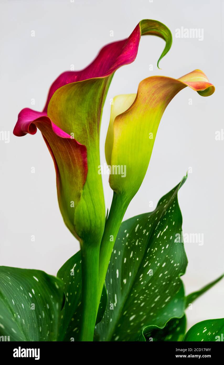 Calla Lily planta en flor contra un fondo blanco; Estudio Fotografía de  stock - Alamy