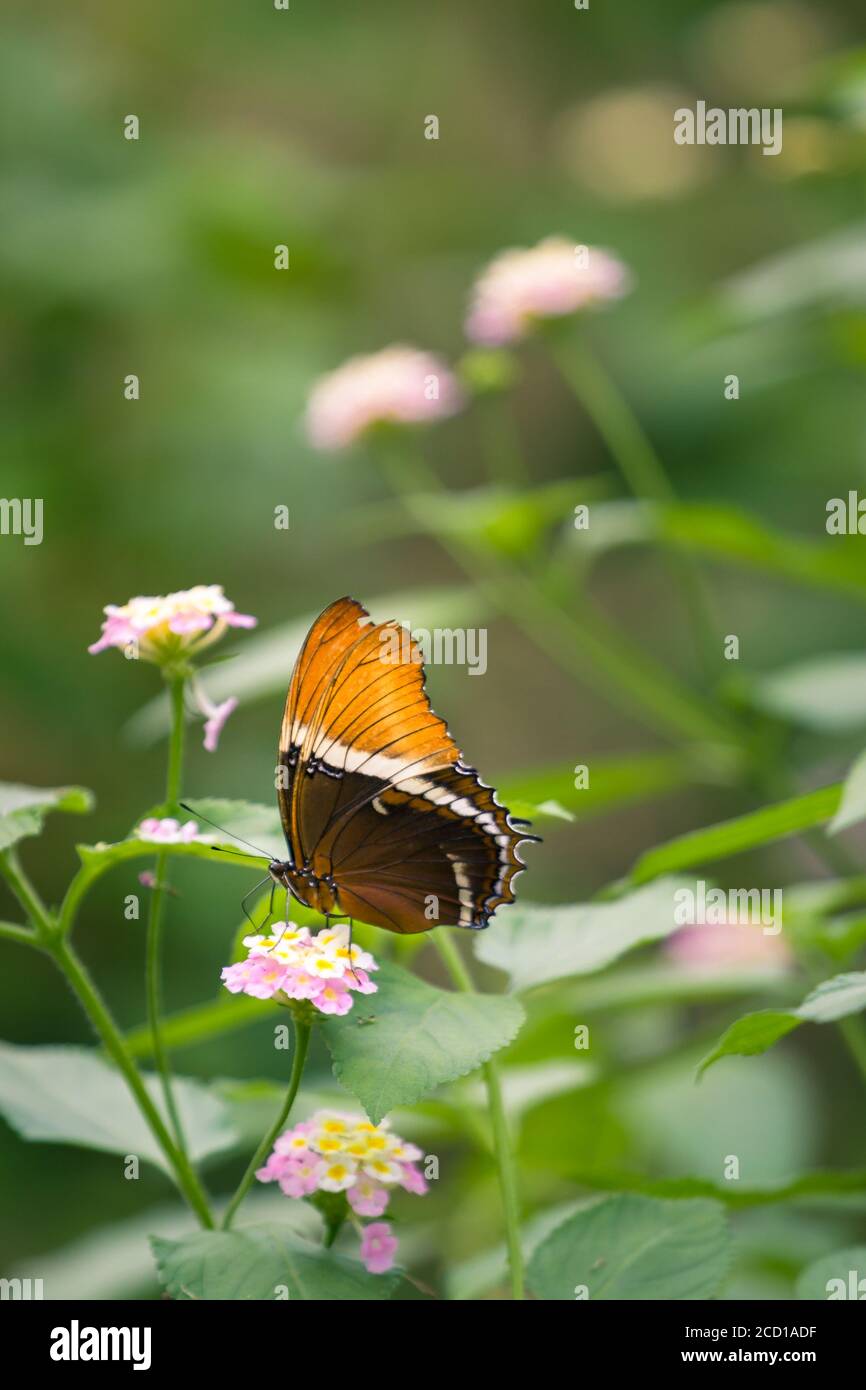 Una mariposa de página con punta oxidada sentada en un néctar de flor Foto de stock