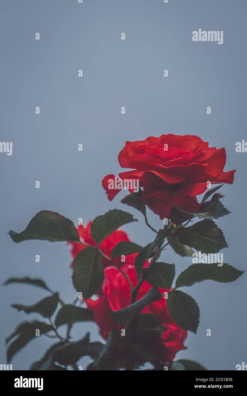 Tiro vertical de hermosas rosas rojas florecientes - perfecto para fondo de  pantalla Fotografía de stock - Alamy