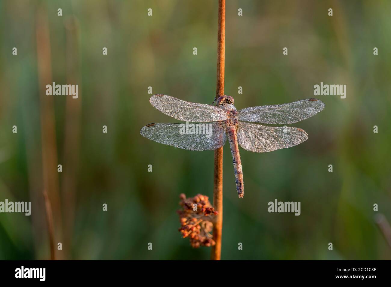 Darter Dragonfly común; Sympetrum striolatum; Femenino en Dew; Reino Unido Foto de stock