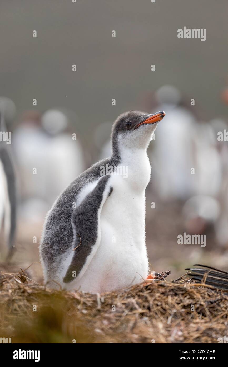 Pingüino Gentoo; pigoscelis papúa; Chick; Malvinas; Foto de stock