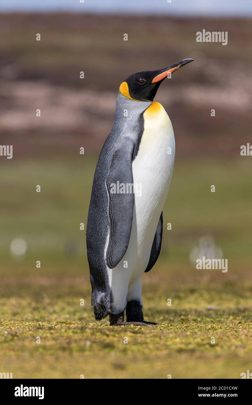 Pingüino rey; Aptenodytes patagonicus; punto Voluntario; Falklands Foto de stock