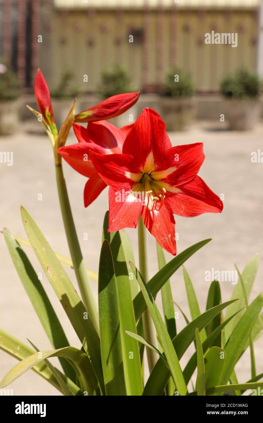 Lluvia Gotitas de agua en la Flor de Lily Amaryllis Roja que está lista para florecer. Amaryllis Lily son flores en forma de trompeta en colores rojo, amarillo y blanco Fotografía de Lluvia Gotitas de agua en la Flor de Lily Amaryllis Roja que está lista para florecer. Amaryllis Lily son flores en forma de trompeta en colores rojo, amarillo y blanco Fotografía de