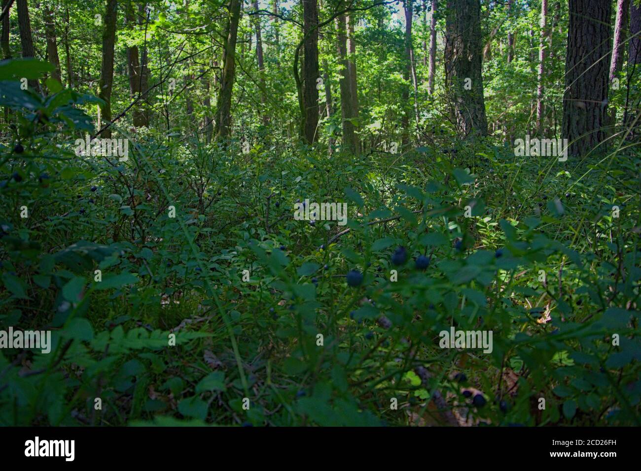 Arbustos de arándanos naturales con un bosque de pinos en el fondo Foto de stock