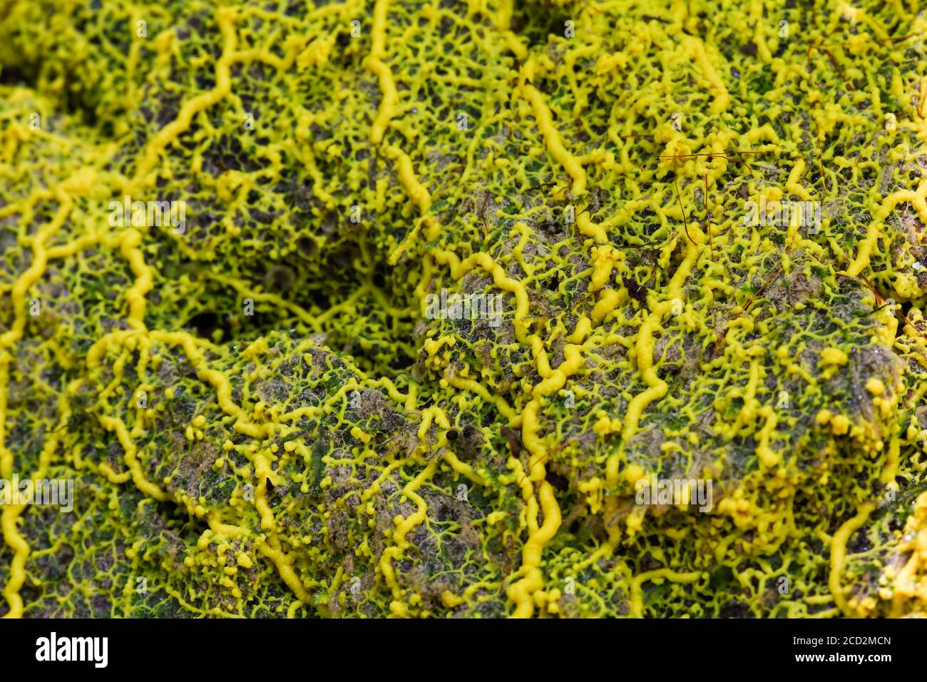 Molde amarillo de limo (physarum sp) en el terreno de bosque tropical Foto de stock