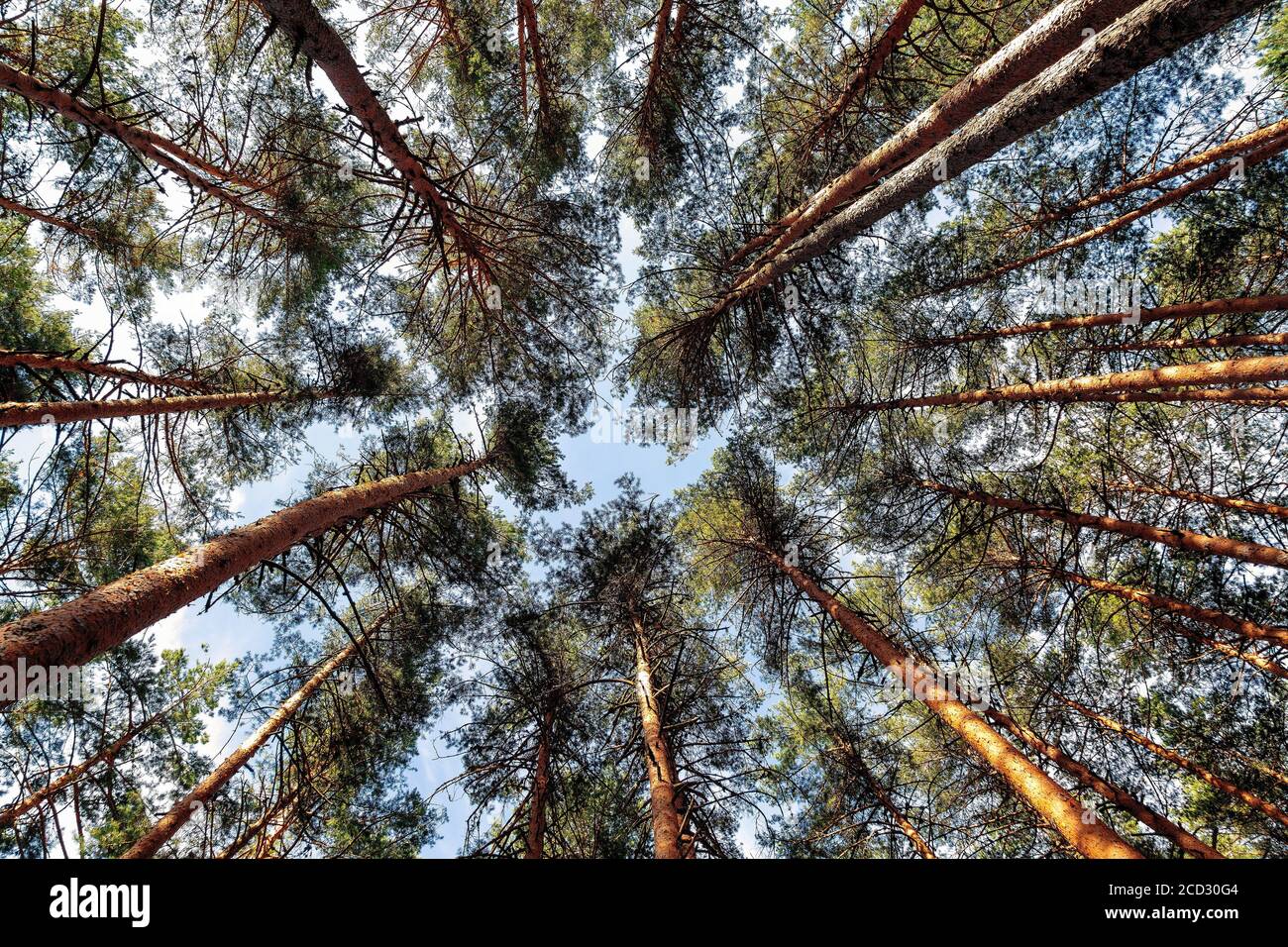 Imagen de abajo de pinos (Pinus Sylvestris, Scot Pine) creando una forma circular contra el cielo azul. Foto de stock