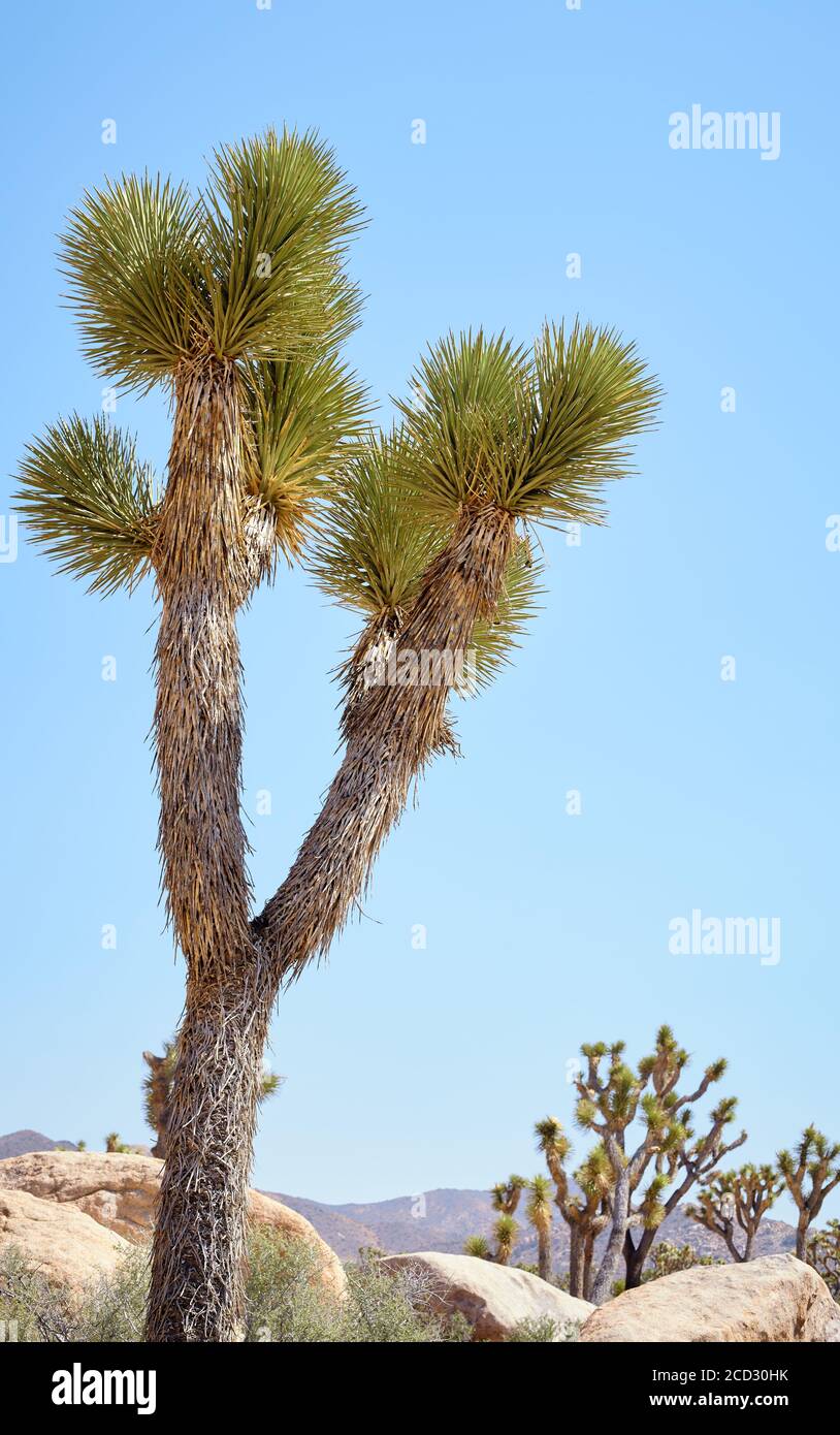 Joshua Tree (Yucca brevifolia) en el Parque Nacional Joshua Tree, California, USA. Foto de stock