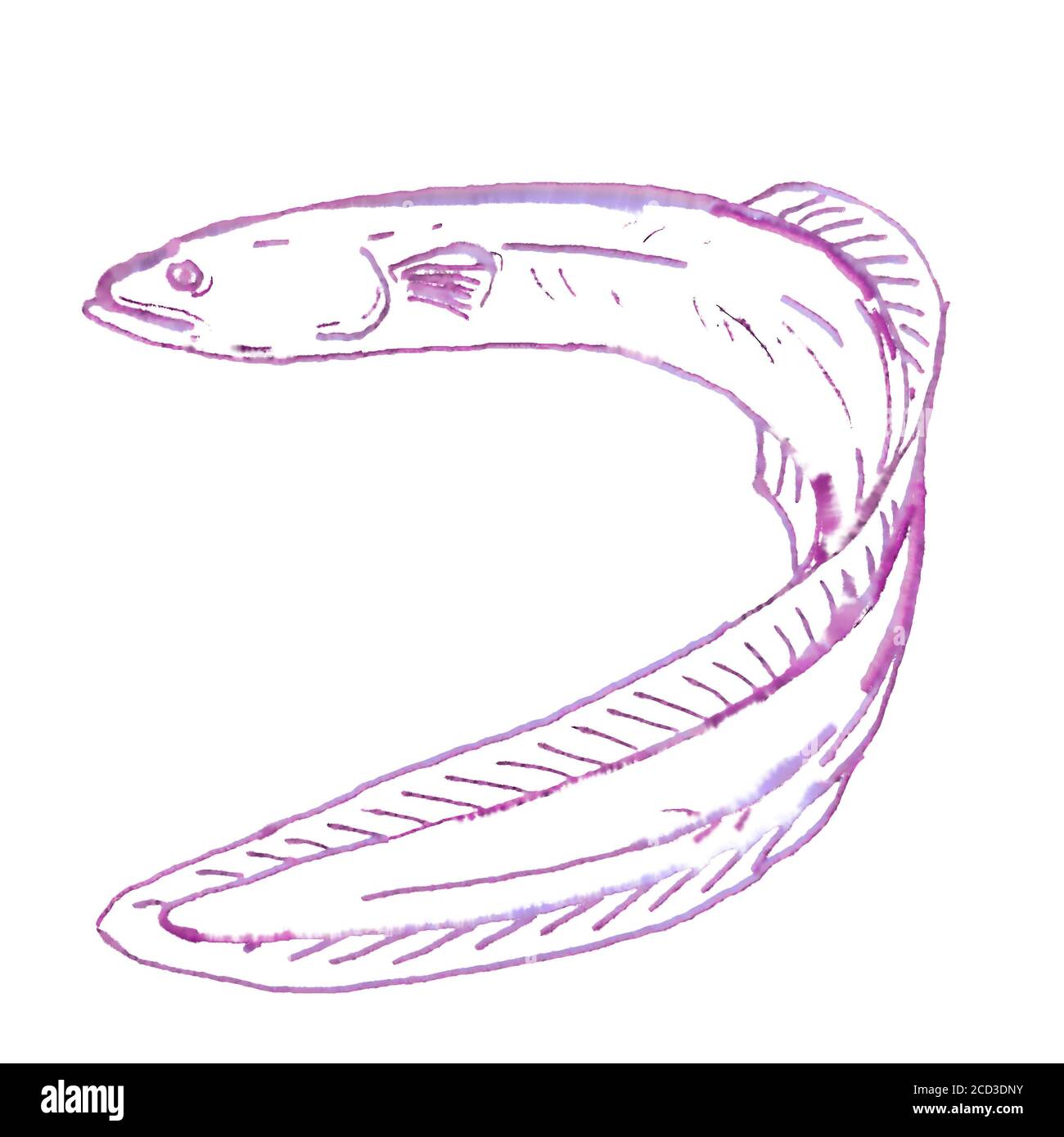 Dibujo De Anguila Imagenes Recortadas De Stock Alamy