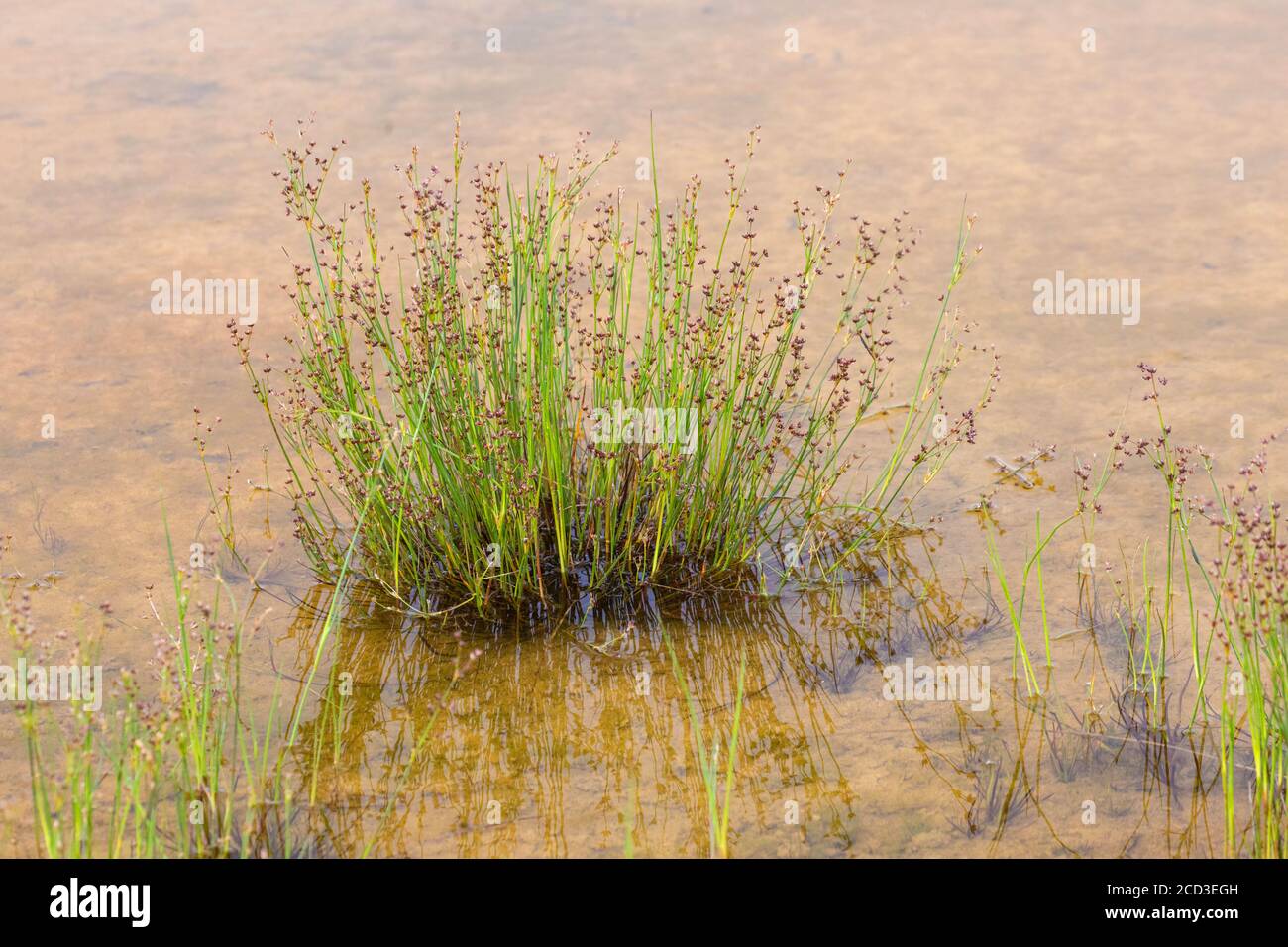 Juntado rush (Juncus articulatus), floreciendo, Alemania, Baviera, Erdinger Moos Foto de stock