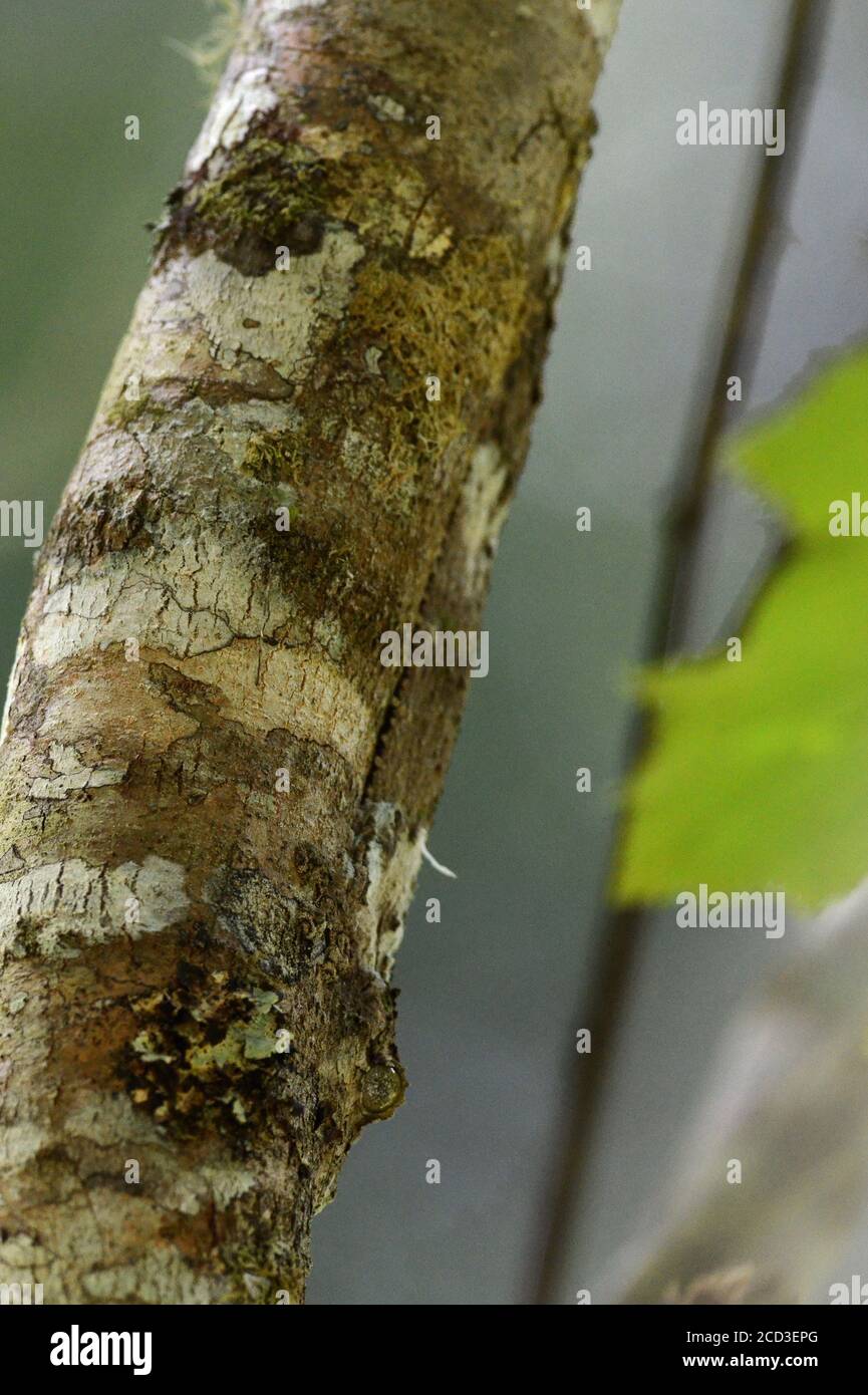 Gekko de cola de hoja (Uroplatus spec.), descansando en el lado derecho del árbol en Perinet, mimesis, Madagascar Foto de stock