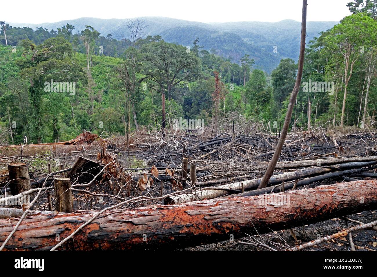 Bosques despejados en Gunung Kemiri, tala ilegal, Indonesia, Sumatra Foto de stock