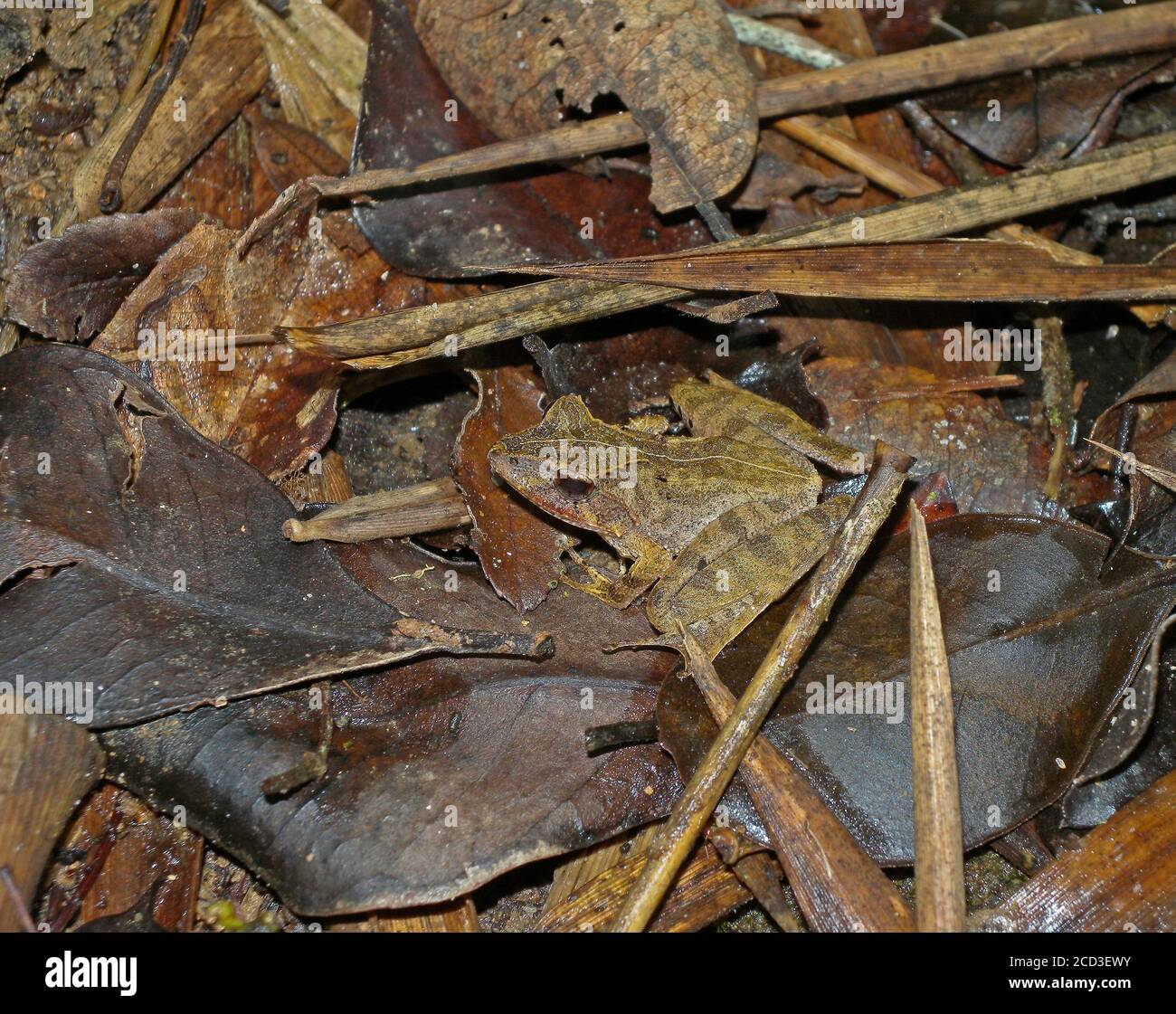 La rana de Madagascar esculpida (Gephyromantis sculpturatus), sentada en la hojalata en el suelo del bosque, está amenazada por la pérdida de hábitat, Madagascar, Foto de stock