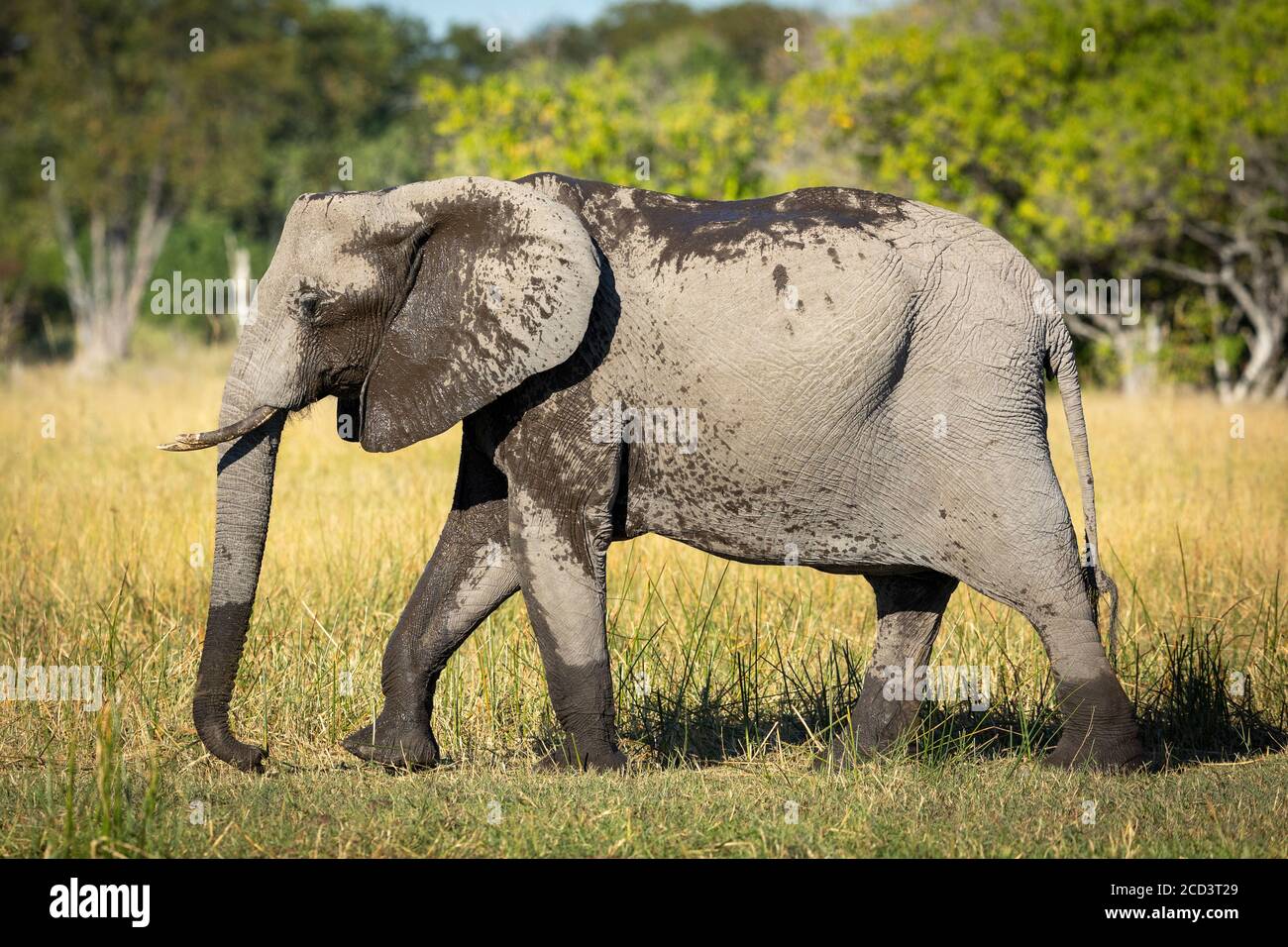 Vista lateral de elefante caminando en hierba en Moremi Okavango Delta Foto de stock