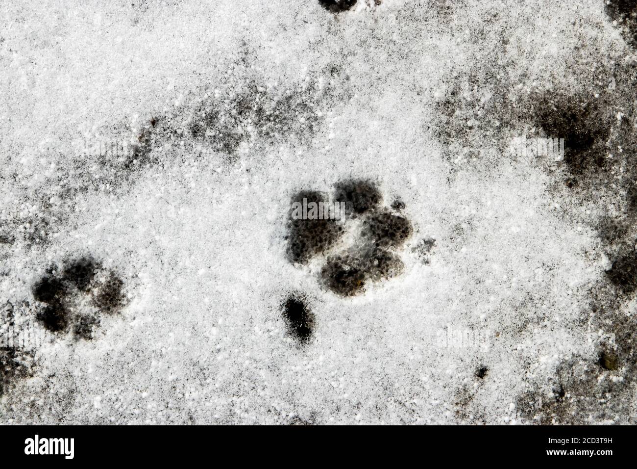 Pequeños animales huellas de pie en la nieve Foto de stock