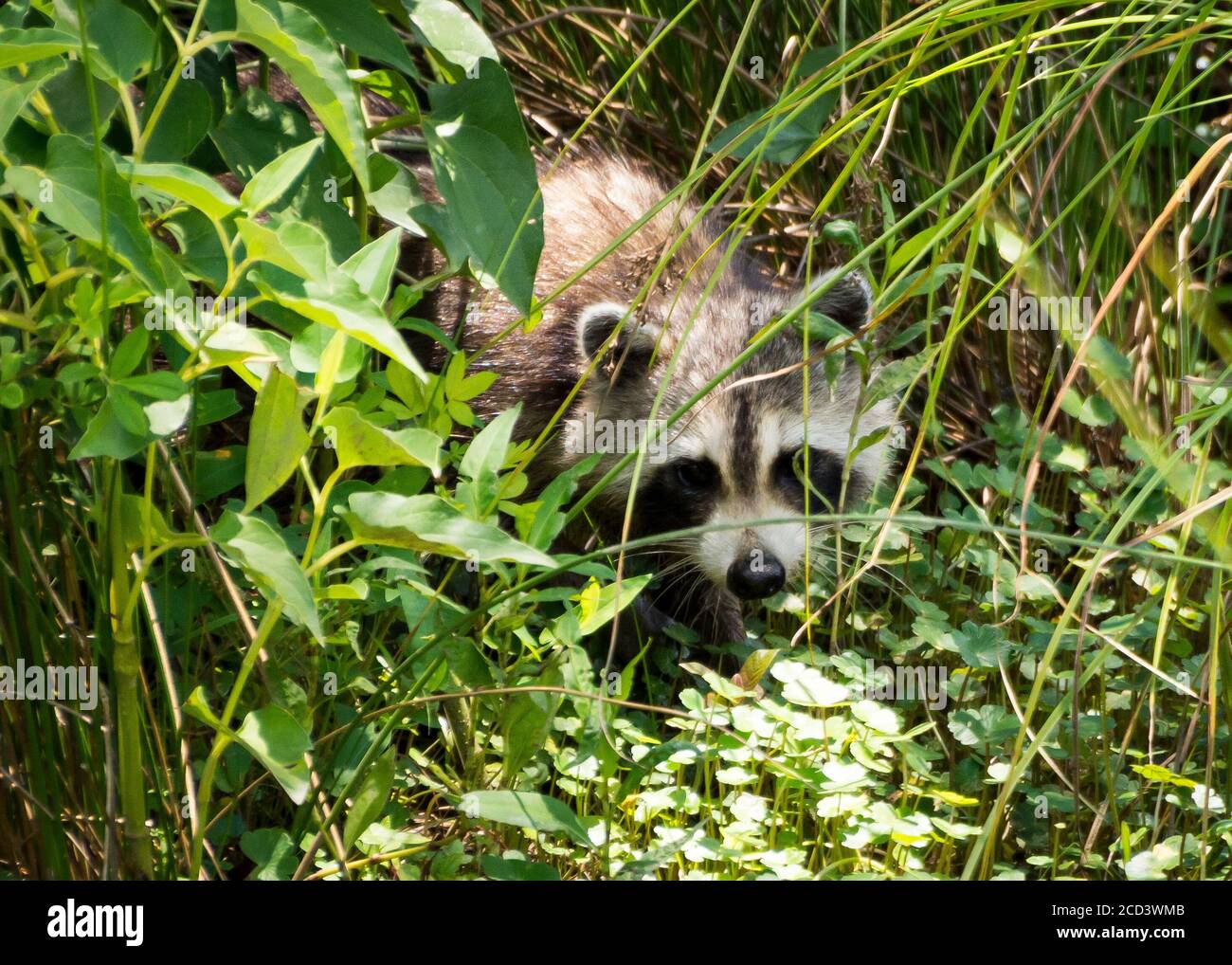 Un mapache joven tímido pero inquisitivo emerge de la hierba larga y el sotobosque en busca de su próxima comida. Foto de stock