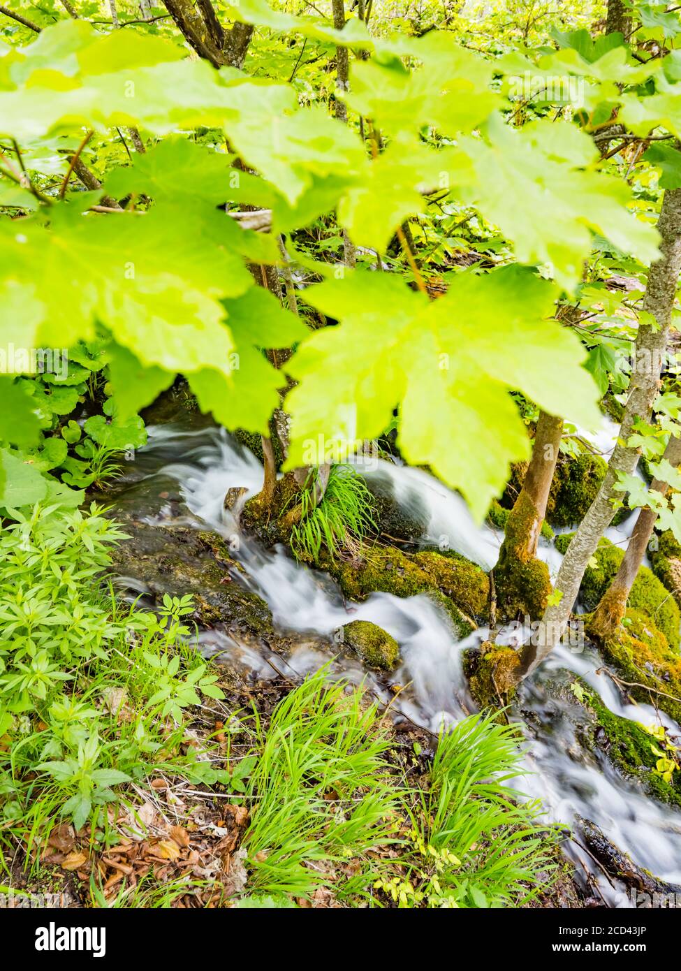 Parque nacional Lagos de Plitvice en Croacia Europa flujo de agua pequeño río serpenteante bajo el dosel de árboles de hojas Foto de stock