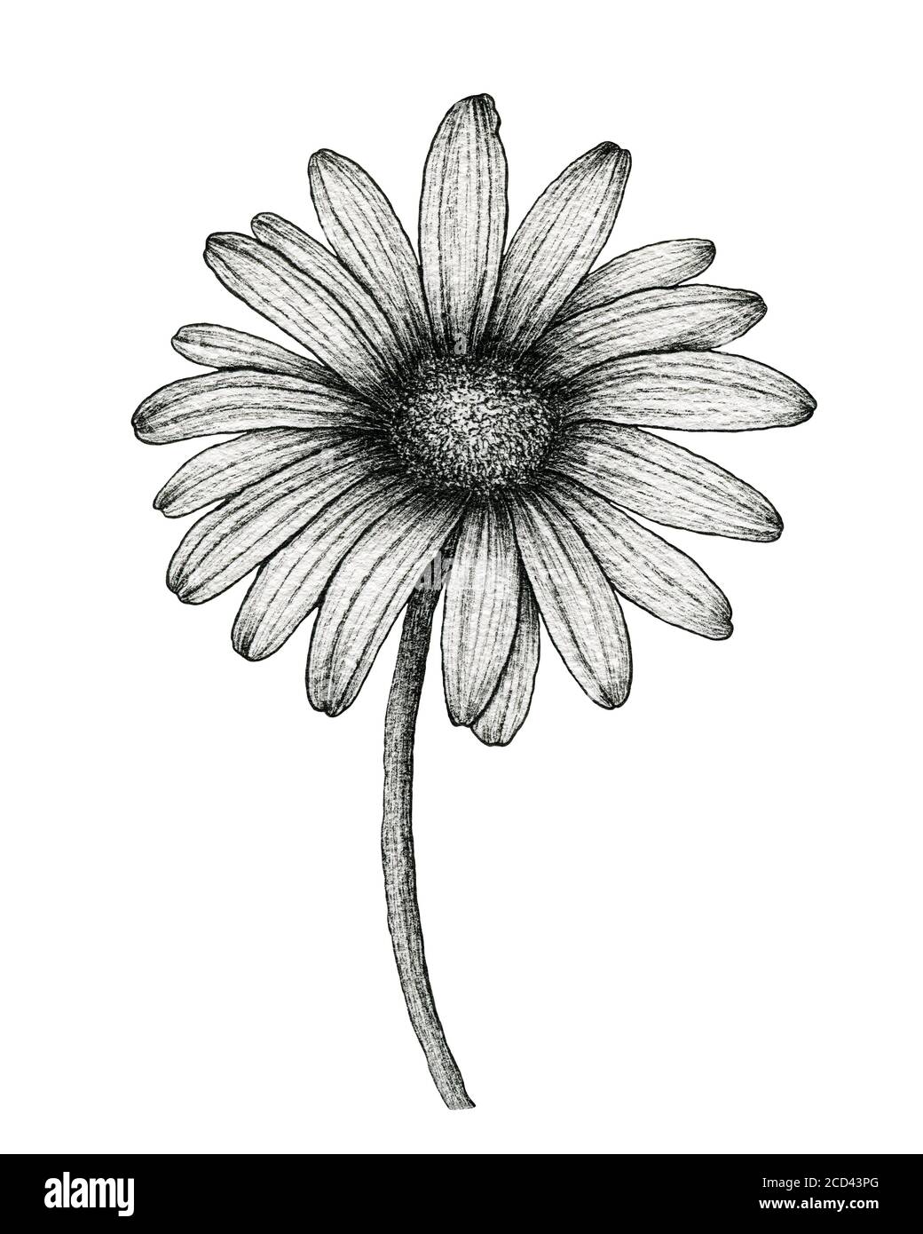 dibujo de tinta de una flor de margarita aislada en blanco, negro y blanco  diseño de margarita, dibujo de línea mano arte ilustración botánica con  margarita blanca Fotografía de stock - Alamy
