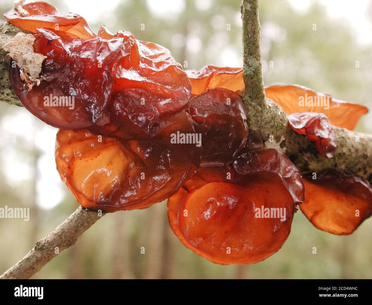 Gelatinous fungi fotografías e imágenes de alta resolución Alamy