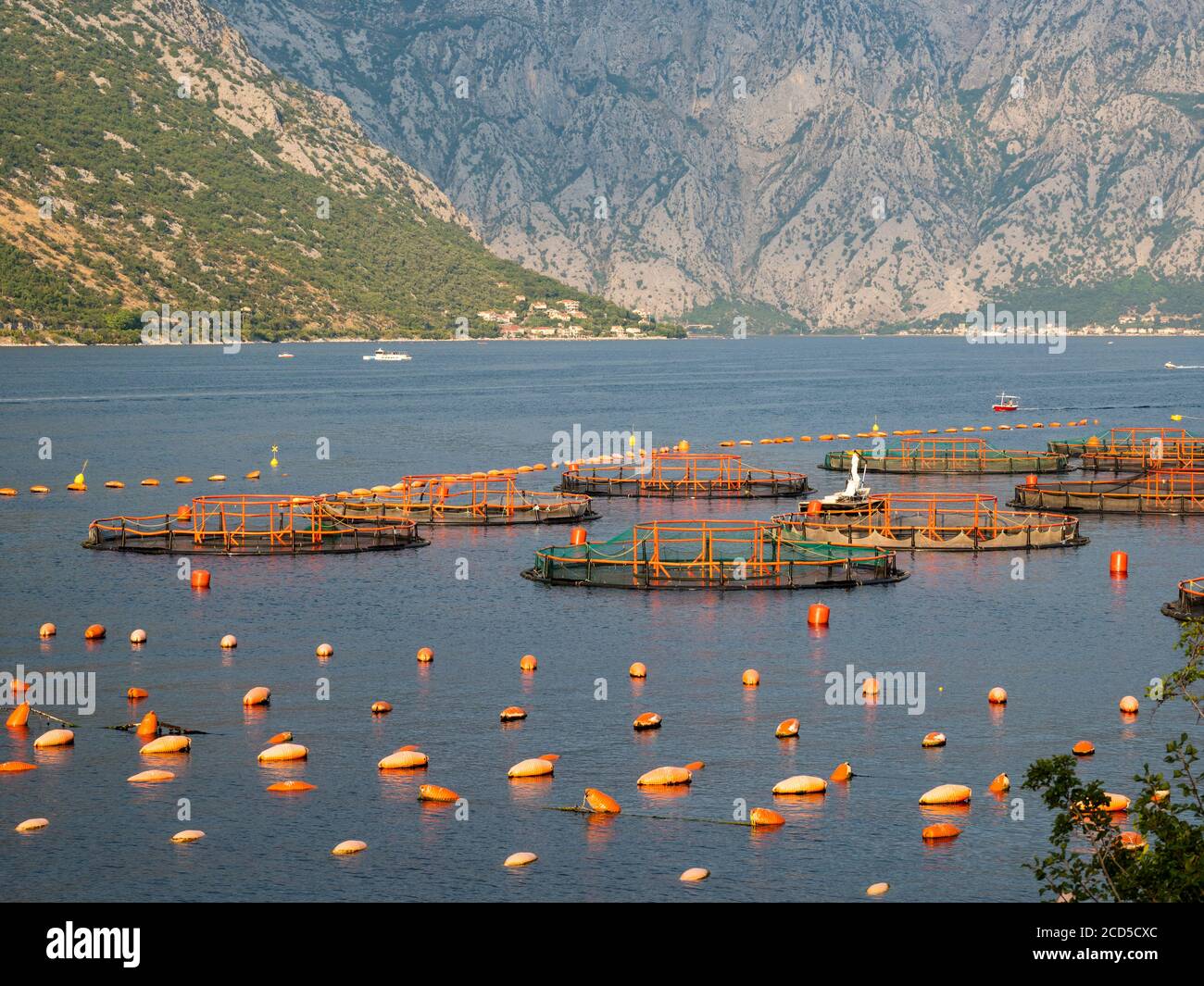 Piscifactorías en Kotor Bay, Kotor, Montenegro Foto de stock