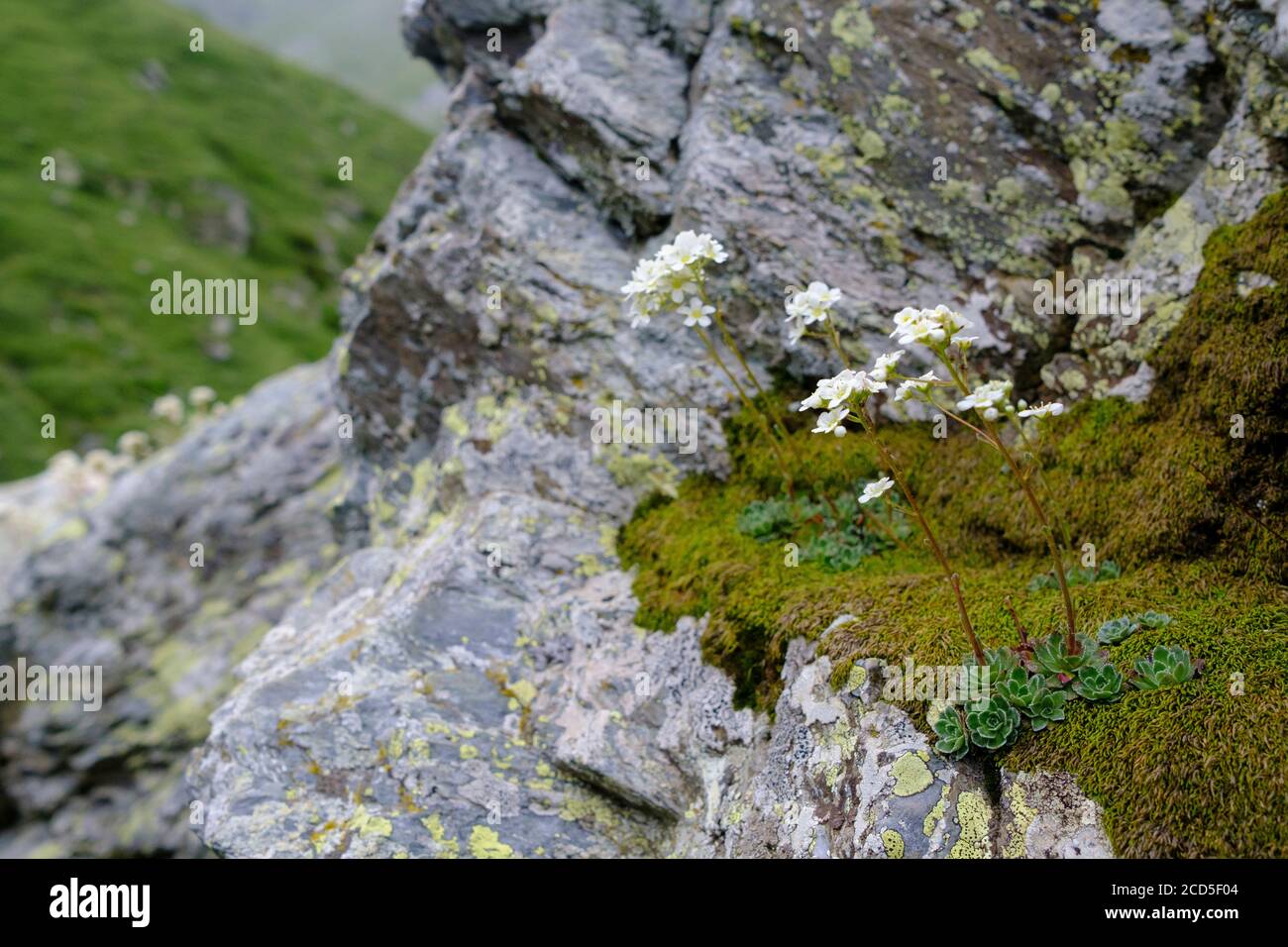 Saxifraga alpina (Saxifraga paniculata) sobre hábitat rocoso. Parque Natural Capçaleres del Ter i del Freser. Cataluña. España. Foto de stock