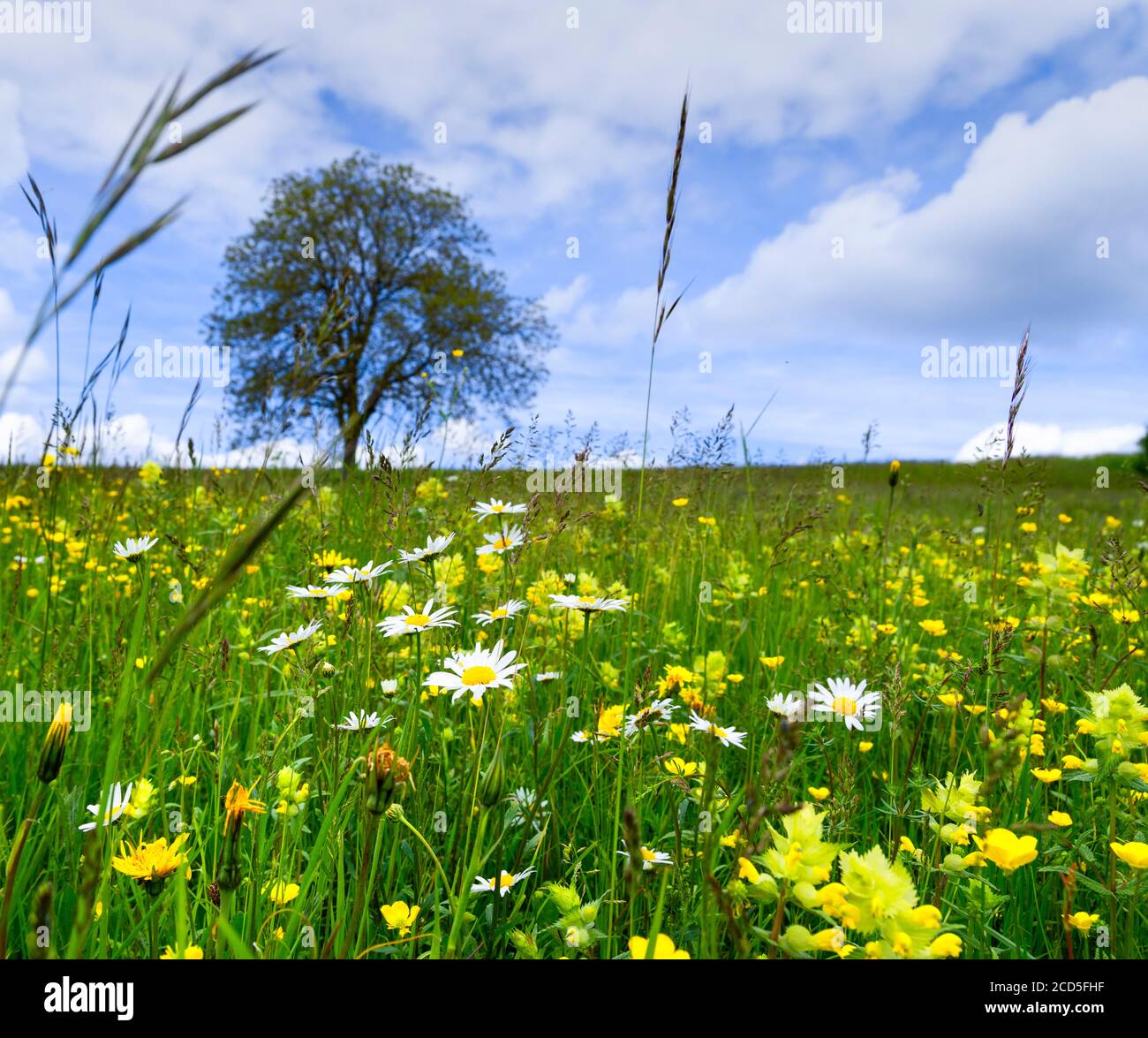 Un solo árbol en el prado con flores silvestres durante la primavera, Baden-Wurttemberg, Alemania Foto de stock