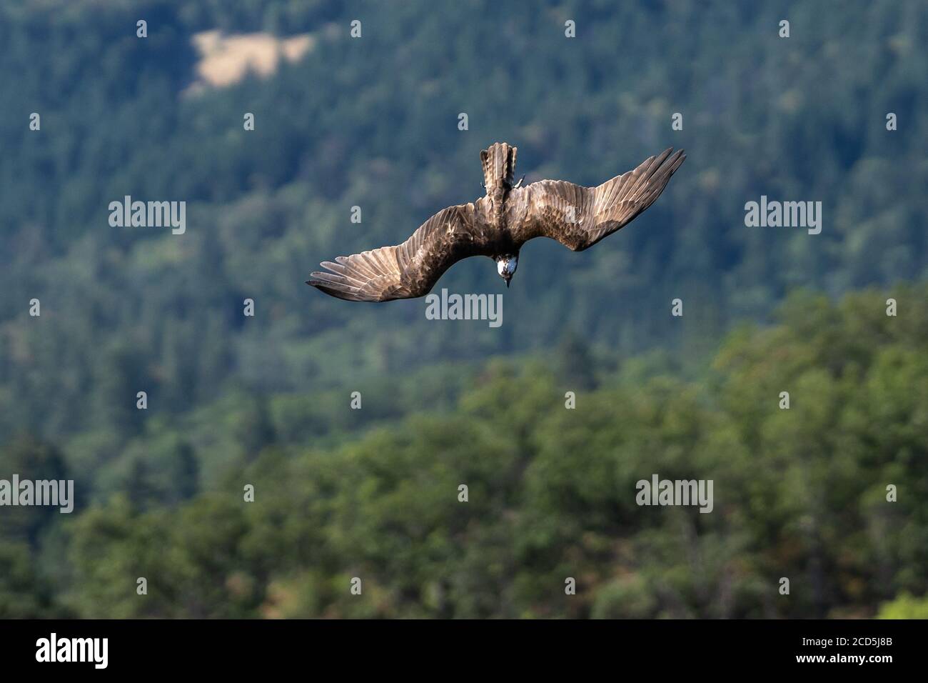 Osprey volando buceando en vuelo. Oregon, Ashland, Emigrant Lake, Verano Foto de stock