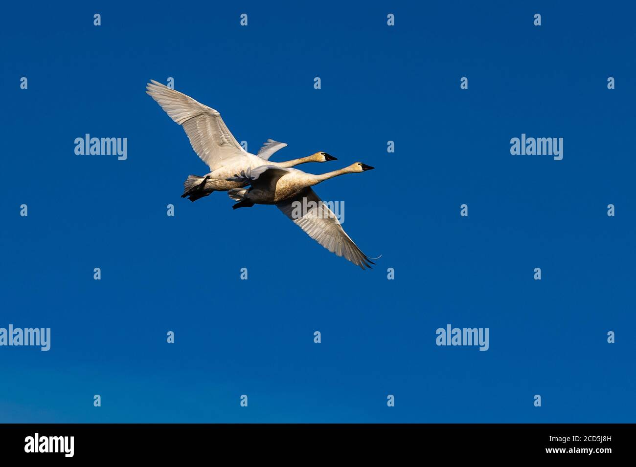 Cisne y cisnes fotografías e imágenes de alta resolución Alamy