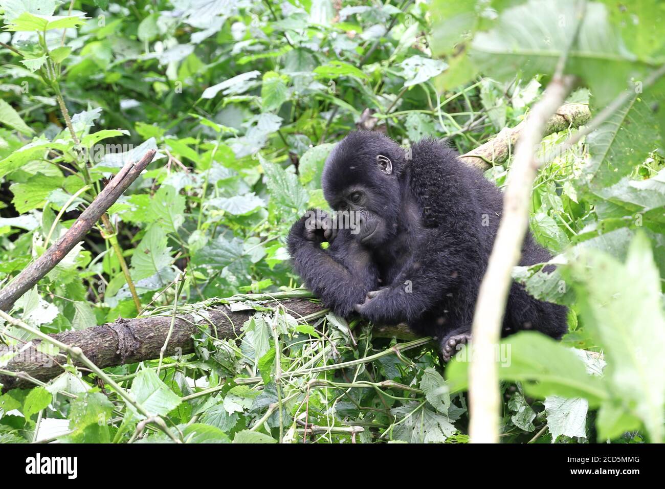 Gorila joven macho de montaña relajante en el bosque Foto de stock