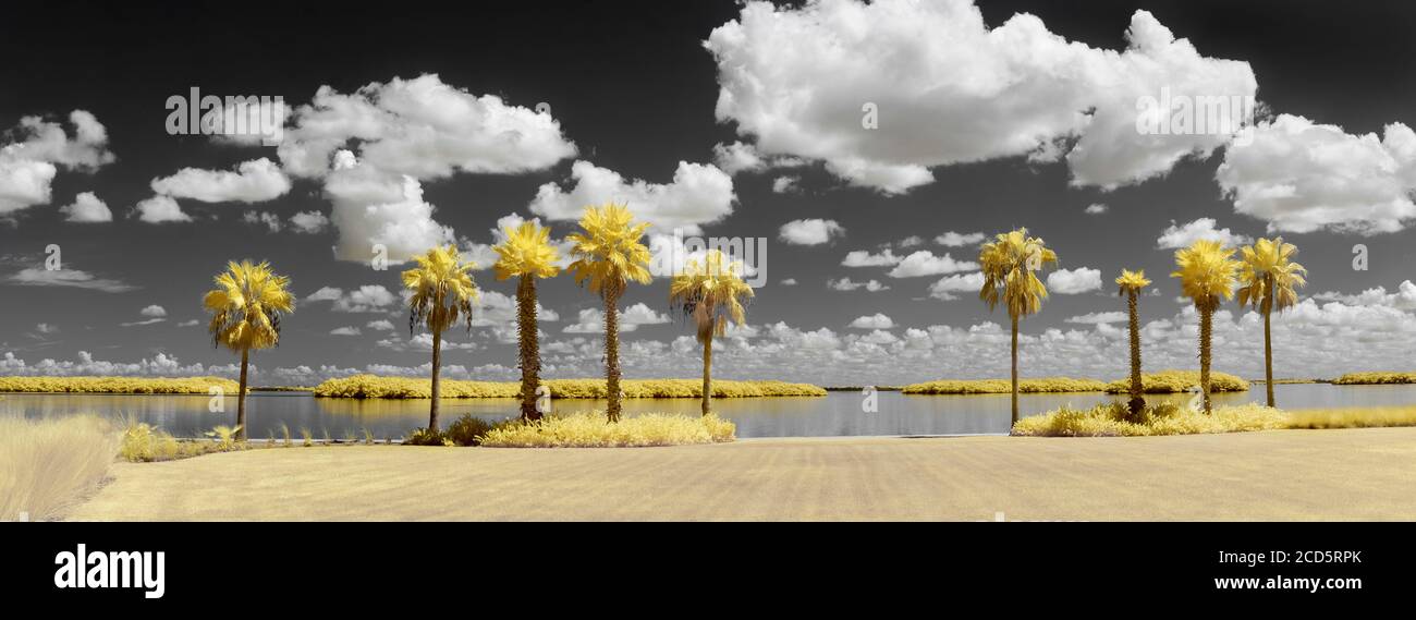 Palmeras en Bayfront Park tomadas con cámara de infrarrojos, Longboat Key, Florida, EE.UU Foto de stock