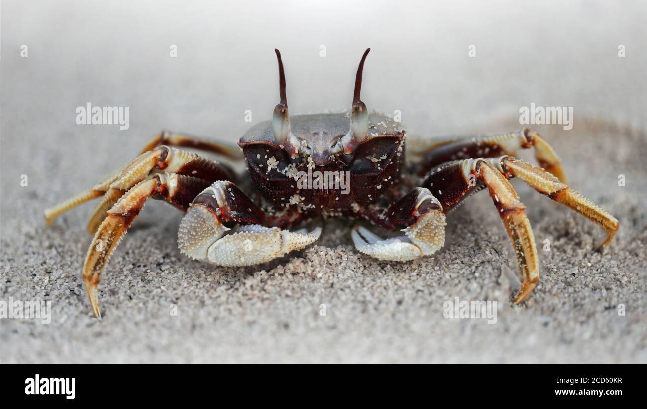 cangrejo fantasma negro en la playa, dos grandes ojos para ver el peligro, dos garras para la defensa, un fuerte caparazón para la protección Foto de stock