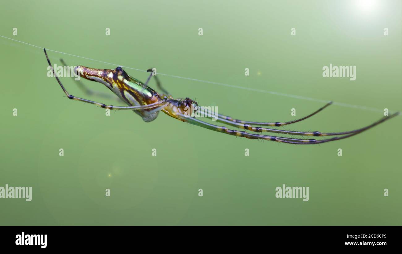 macro foto de una araña orbe dorada colgando en su línea. insecto gracioso y frágil pero espantoso depredador para los pequeños animales atrapados en su telaraña Foto de stock