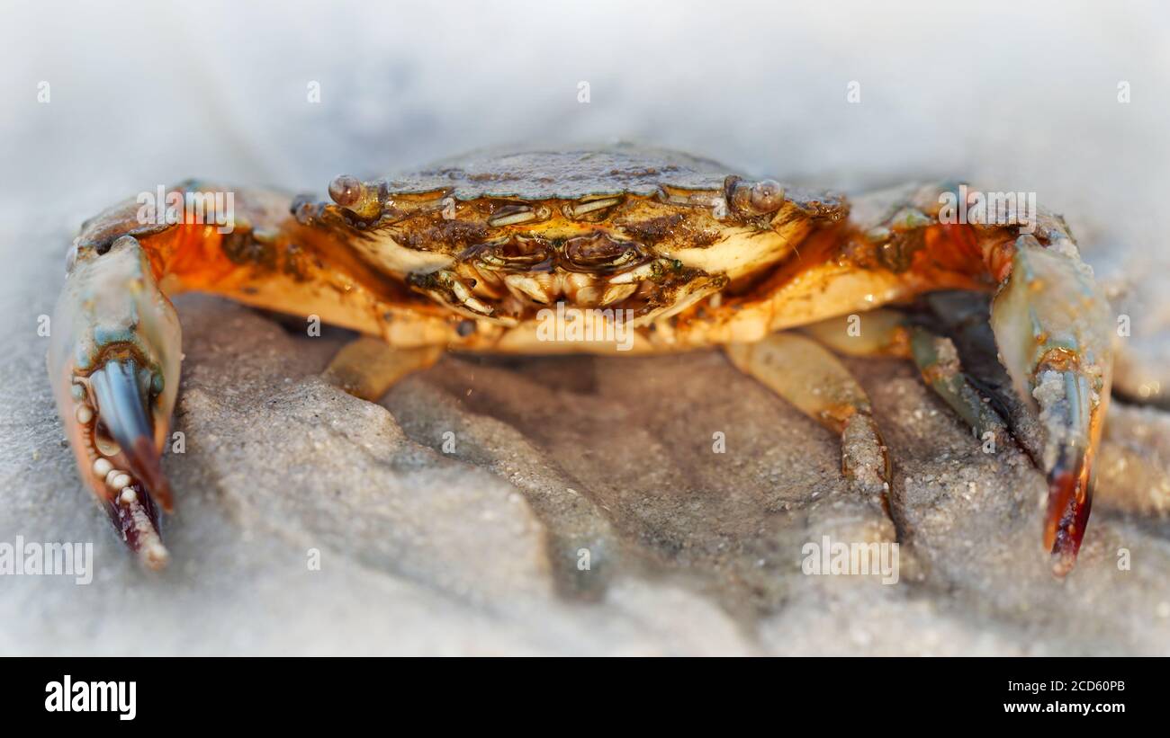 cerca de un cangrejo rojo con grandes garras y un fuerte caparazón en la arena, este crustáceo es un formidable luchador. macro foto de la vida marina Foto de stock