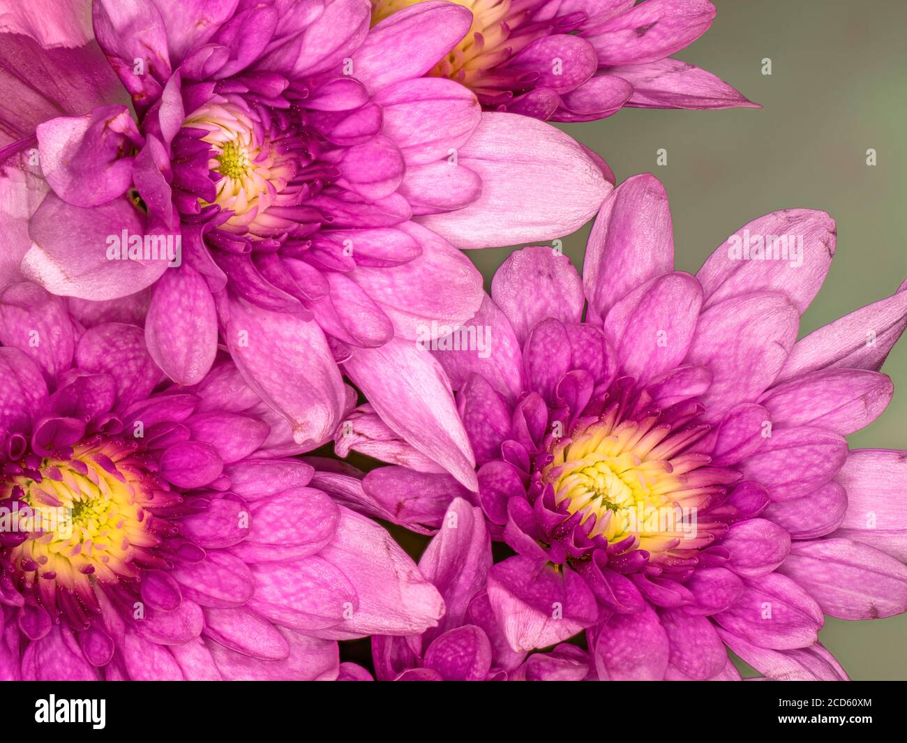 Close-up de rosa flores de crisantemo Foto de stock