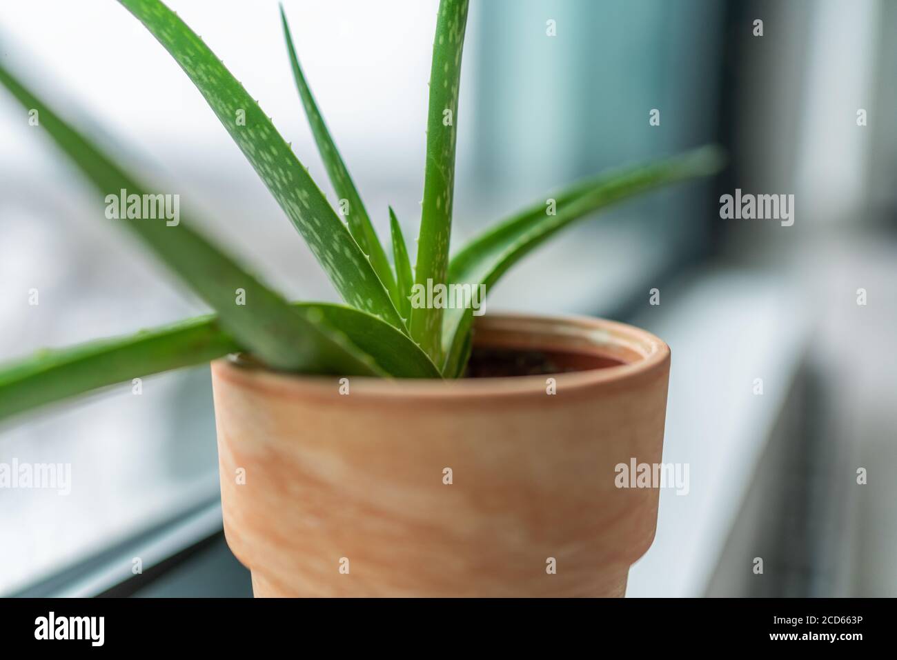 Planta en casa en invierno - planta purificadora de aire Aloe Vera es bueno para limpiar el aire de contaminantes tóxicos como el benceno, xileno. Plantas en macetas en interiores Foto de stock